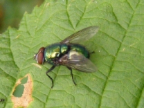 dasyphora cyanella